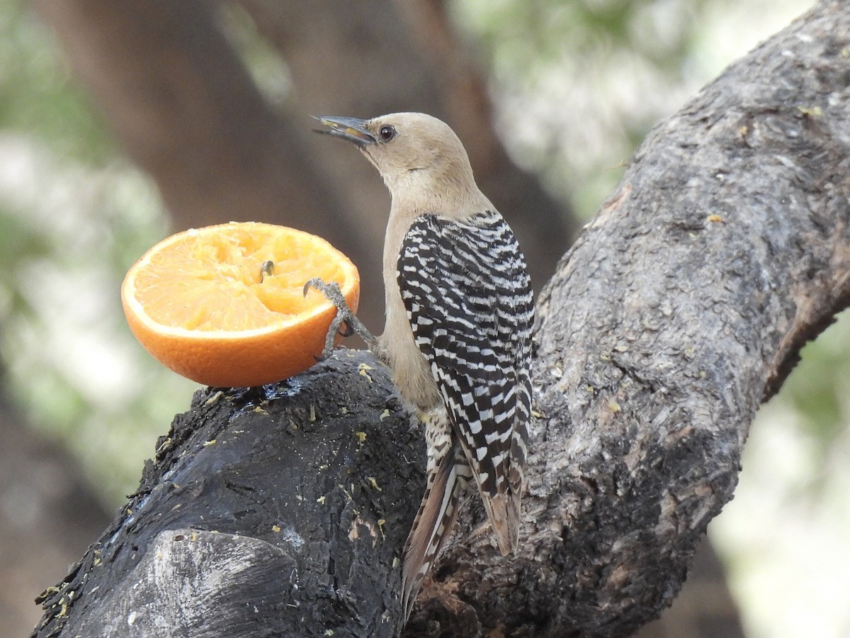 Gila Woodpecker - ML636299038