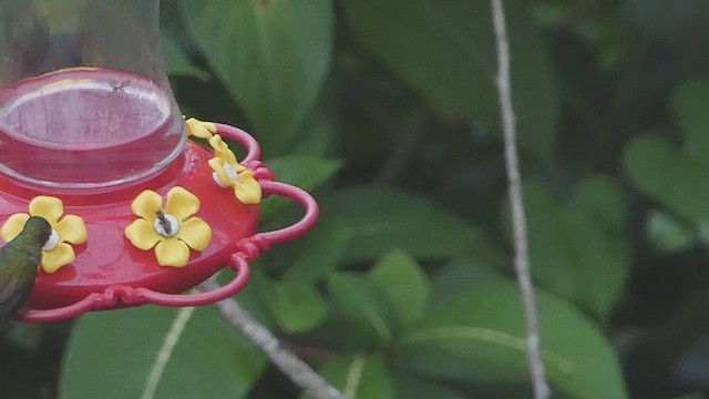 Long-billed Starthroat - ML636299088