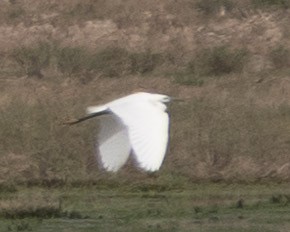 Little Egret - ML636299113