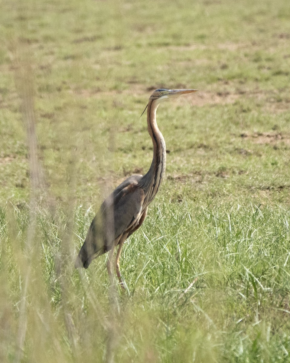 Purple Heron - ML636299116
