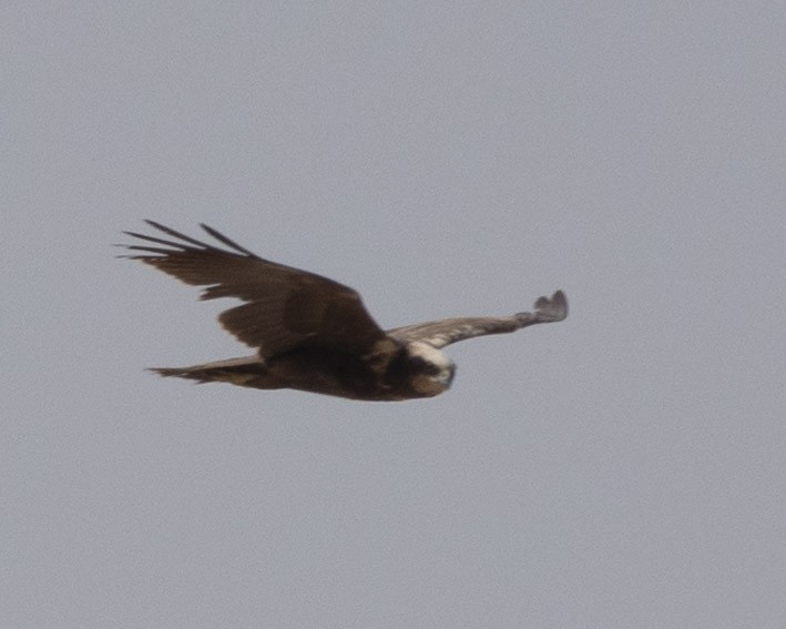 Western Marsh Harrier - ML636299118