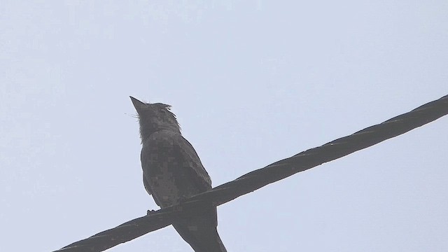 Olive-sided Flycatcher - ML636299168