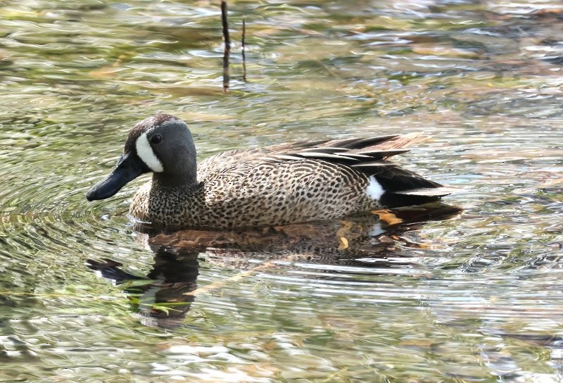 Blue-winged Teal - ML636299191