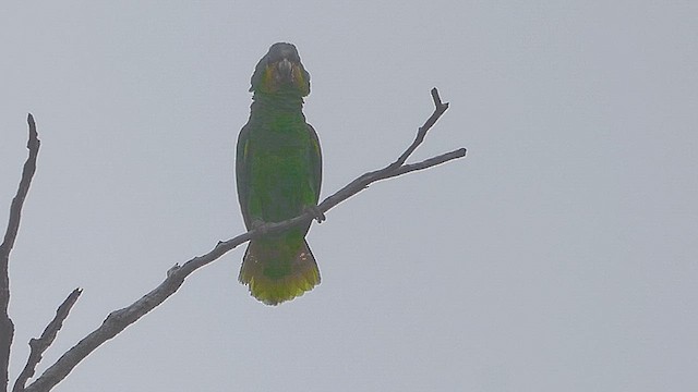 キソデボウシインコ - ML636299195