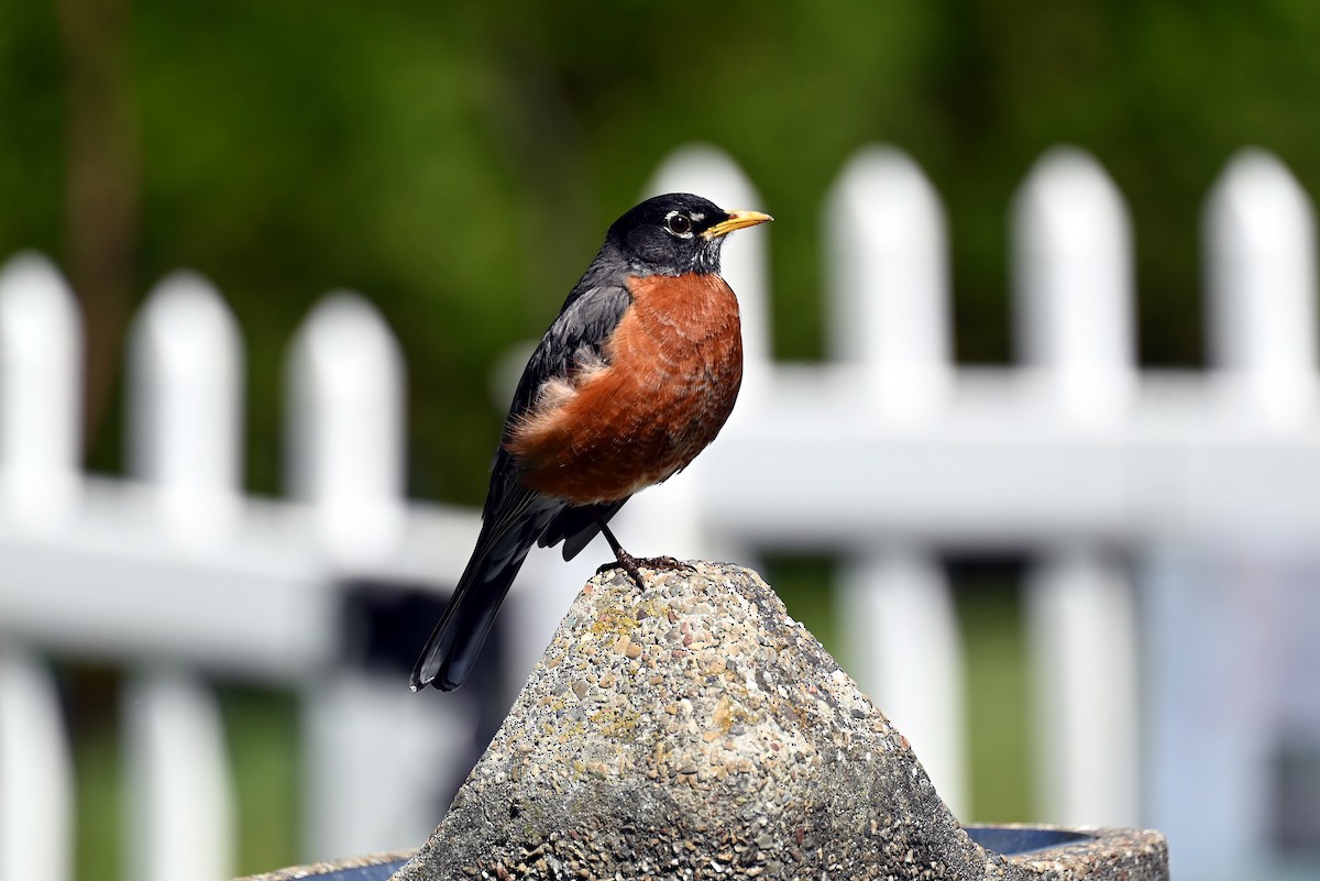 American Robin - ML636299205