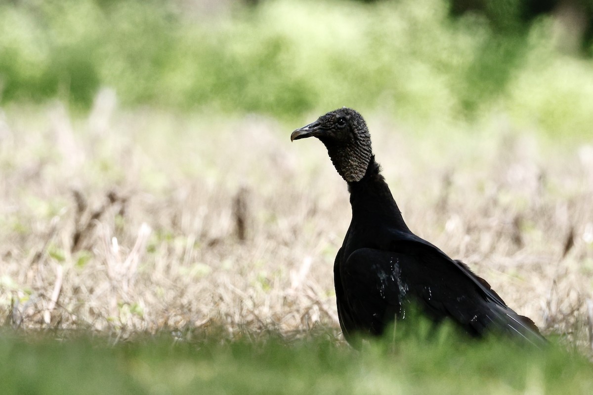 Black Vulture - ML636299219