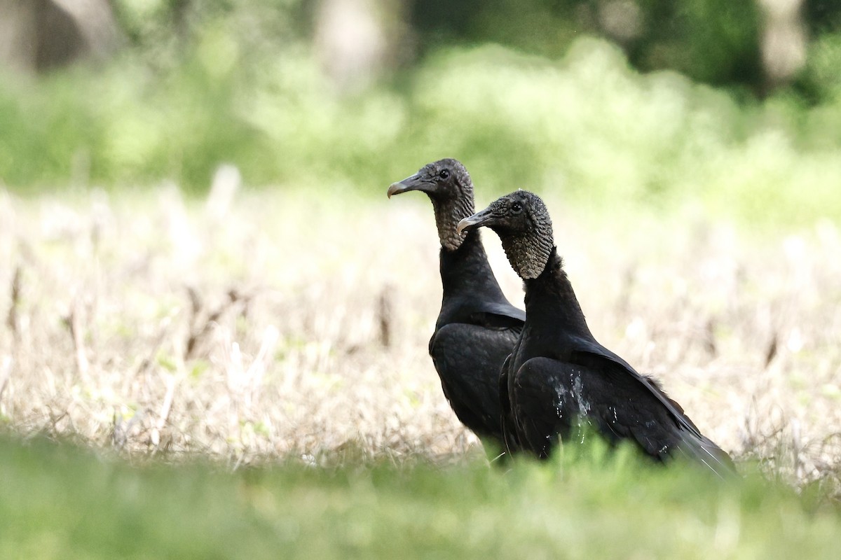 Black Vulture - ML636299220
