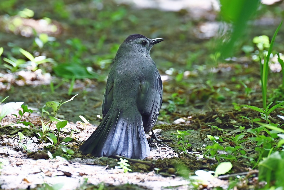 Gray Catbird - ML636299225