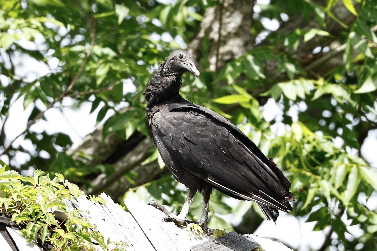 Black Vulture - ML636299226