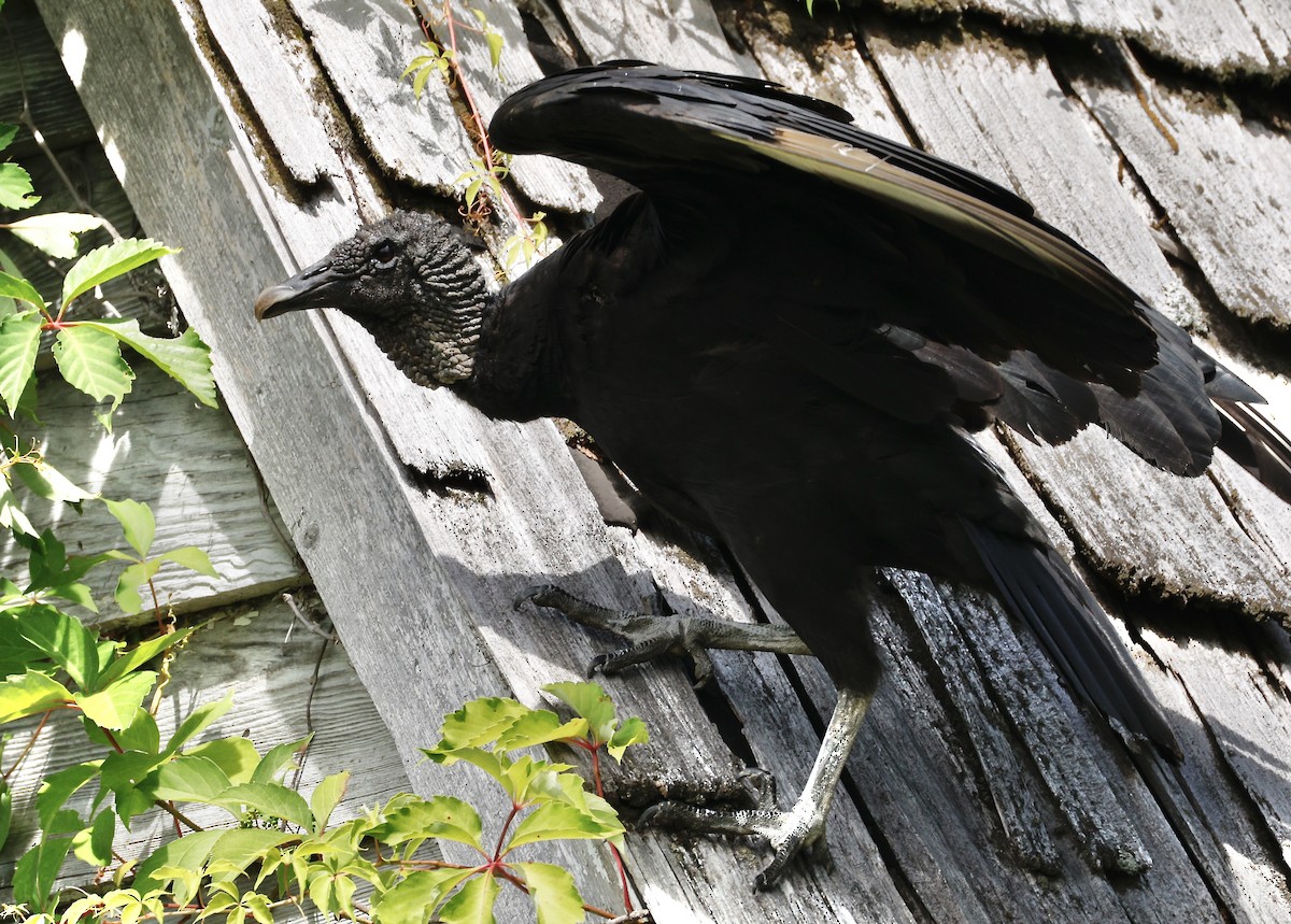 Black Vulture - ML636299228