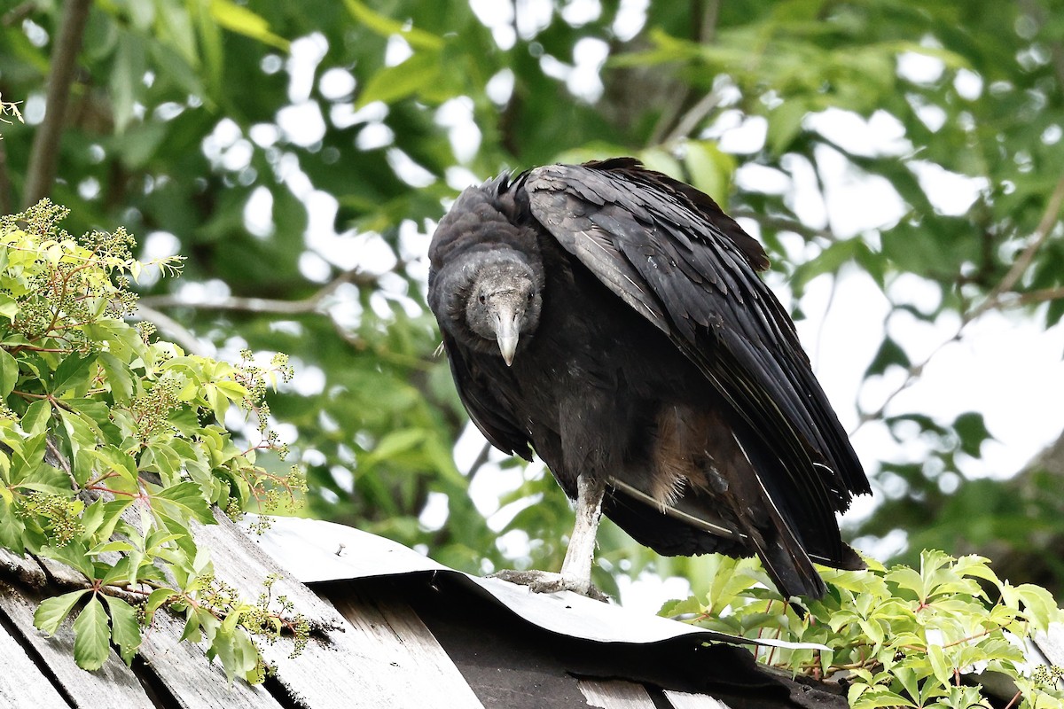 Black Vulture - ML636299229