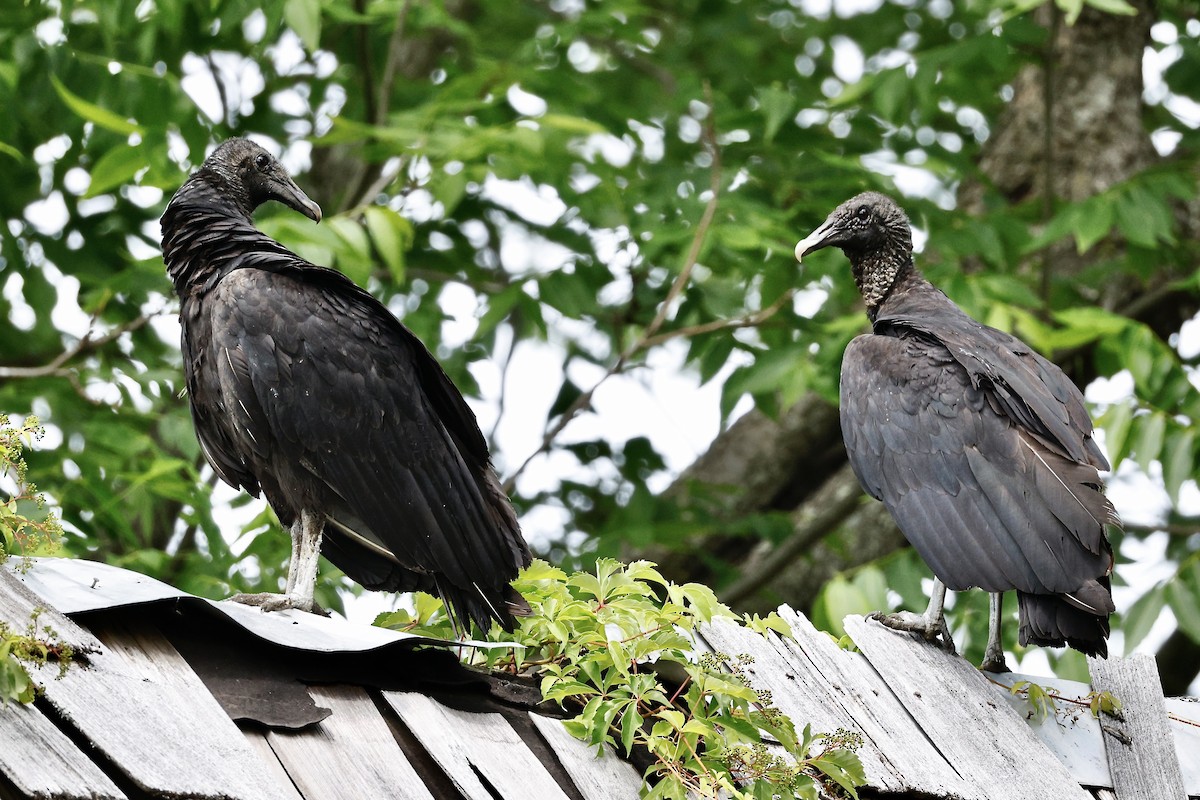 Black Vulture - ML636299230
