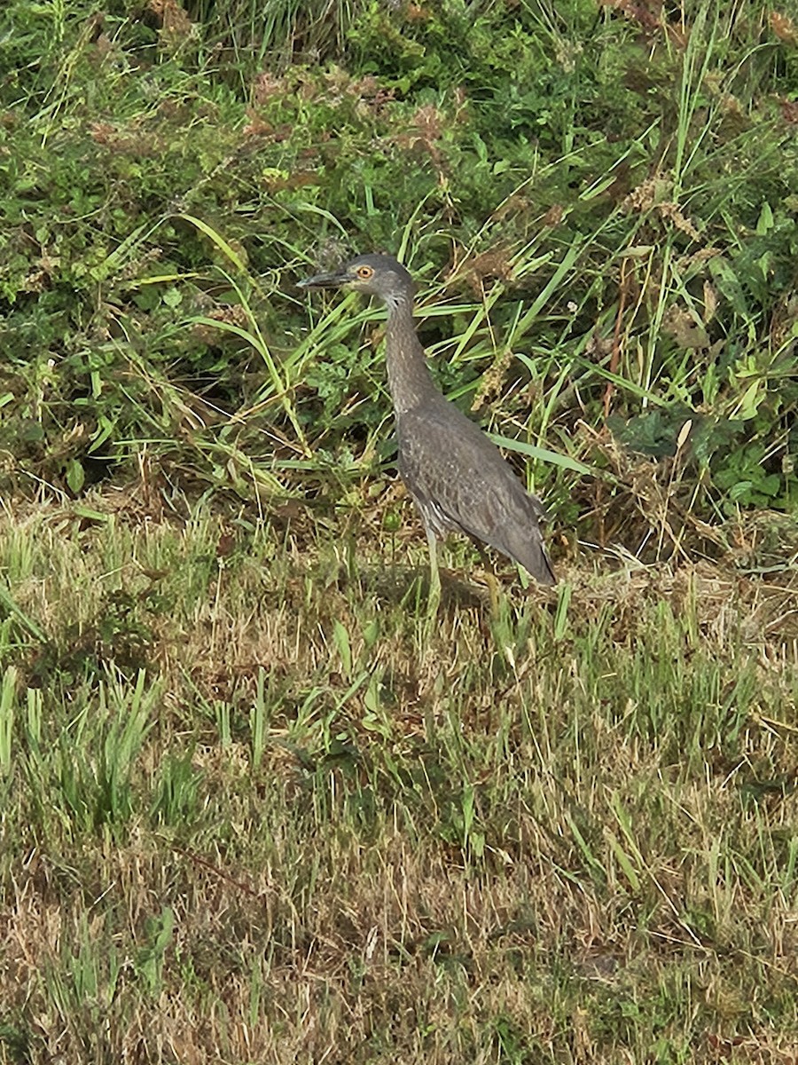 heron sp. - ML636299251