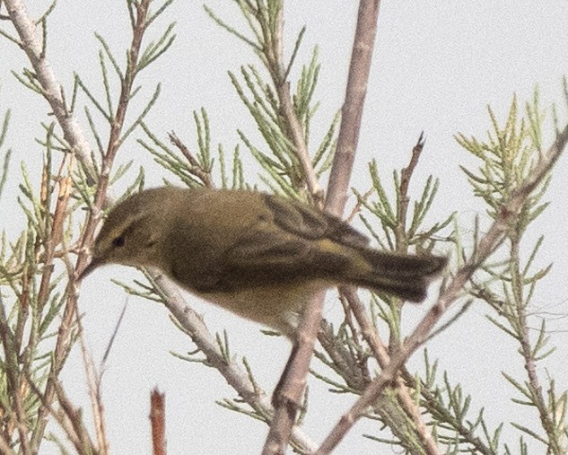 Willow Warbler - ML636299261