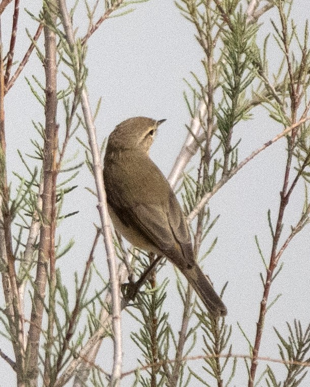 Willow Warbler - ML636299262