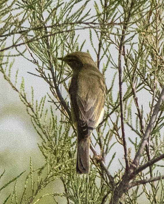 Willow Warbler - ML636299263
