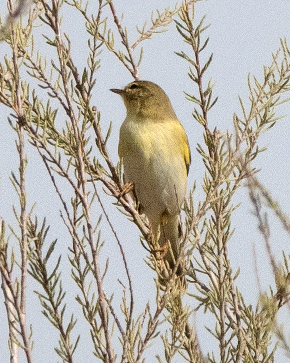 Willow Warbler - ML636299264