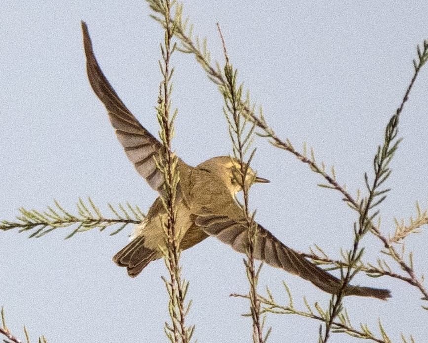 Willow Warbler - ML636299265