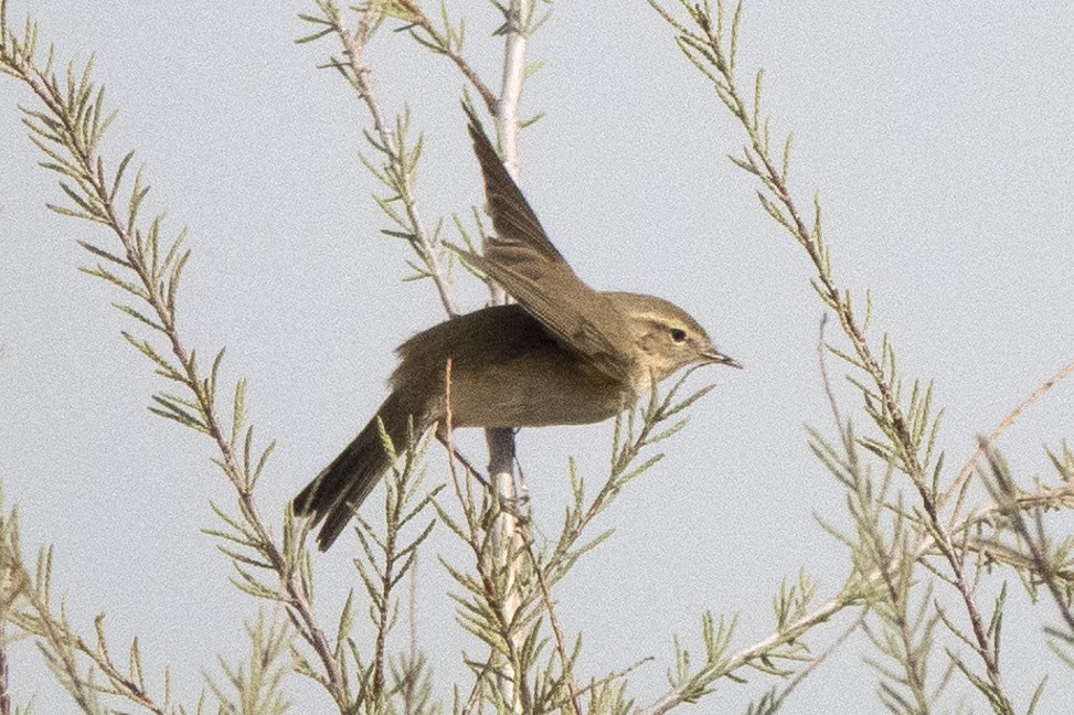 Willow Warbler - ML636299266