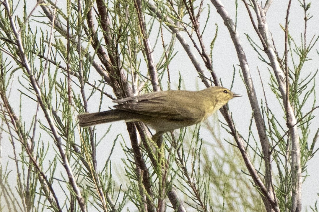 Willow Warbler - ML636299267