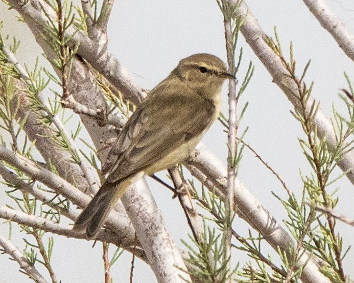 Willow Warbler - ML636299268