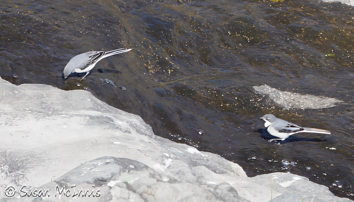 Mountain Wagtail - ML636299269