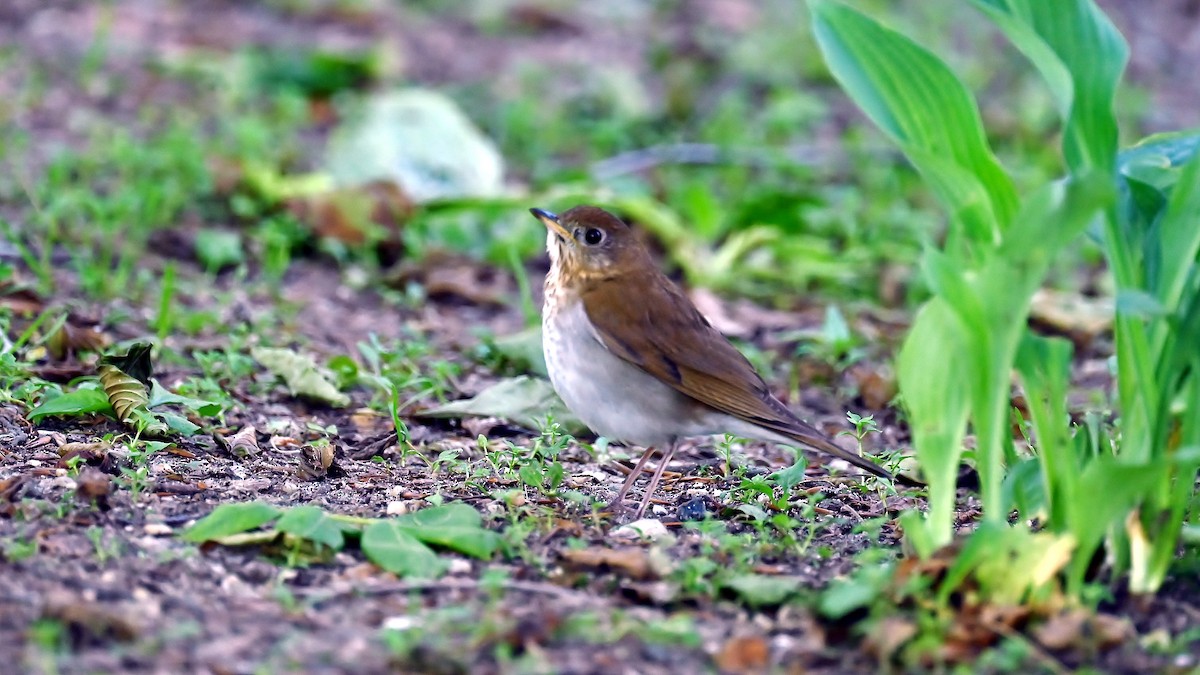 Veery - ML636299270