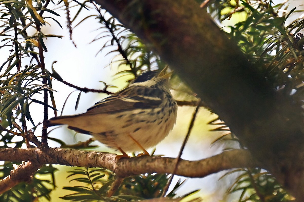Blackpoll Warbler - ML636299291