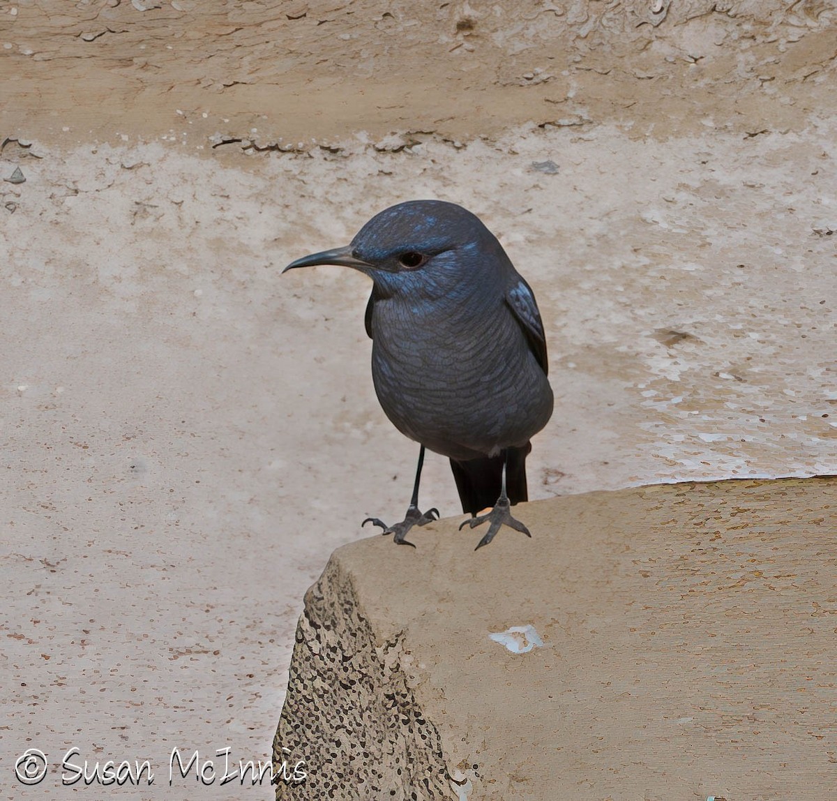 Blue Rock-Thrush - ML636299297