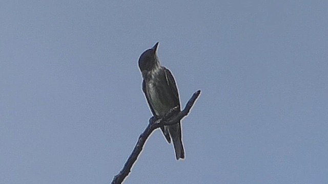 Piratic Flycatcher - ML636299304