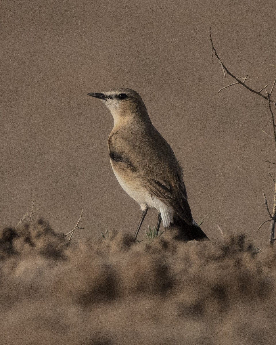 Isabelline Wheatear - ML636299374