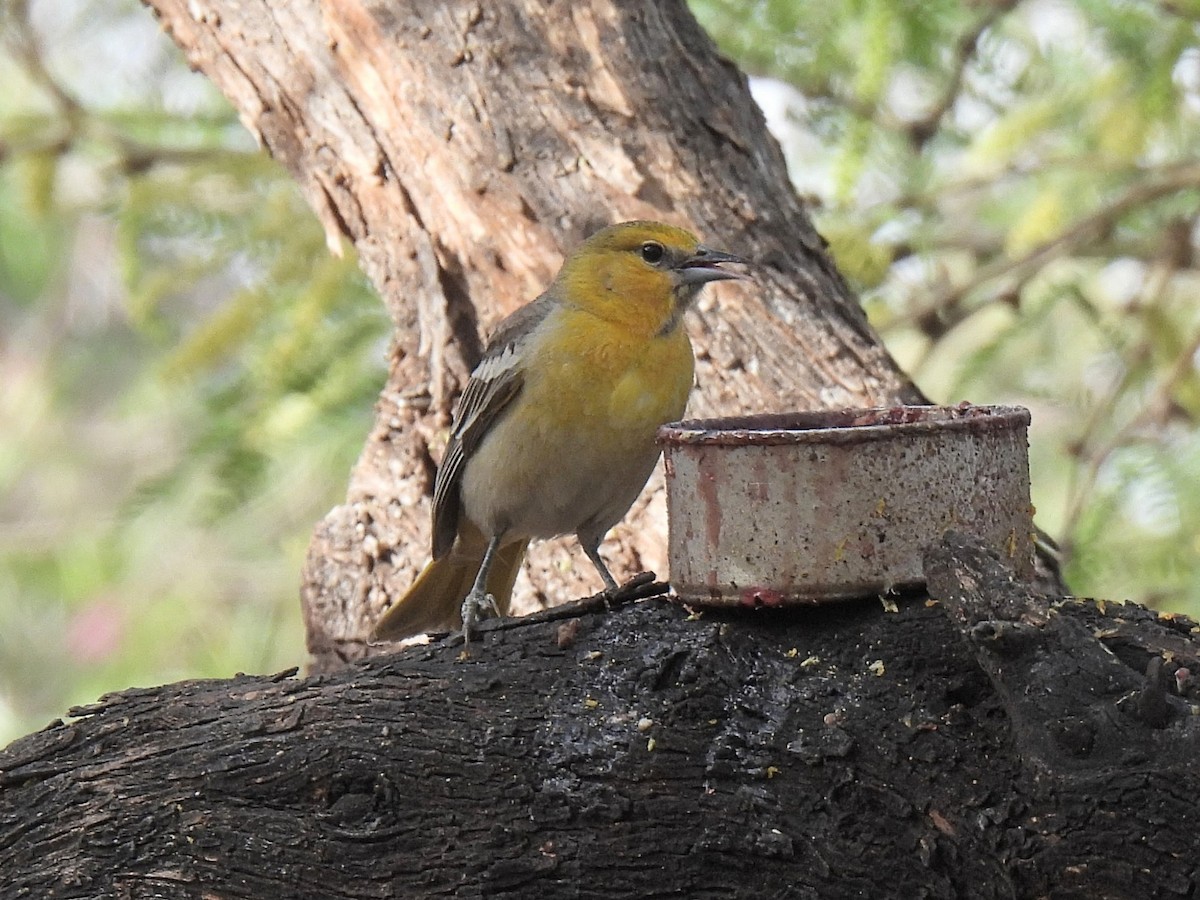 Bullock's Oriole - ML636299391