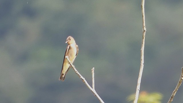 Golondrina Gorjirrufa - ML636299428