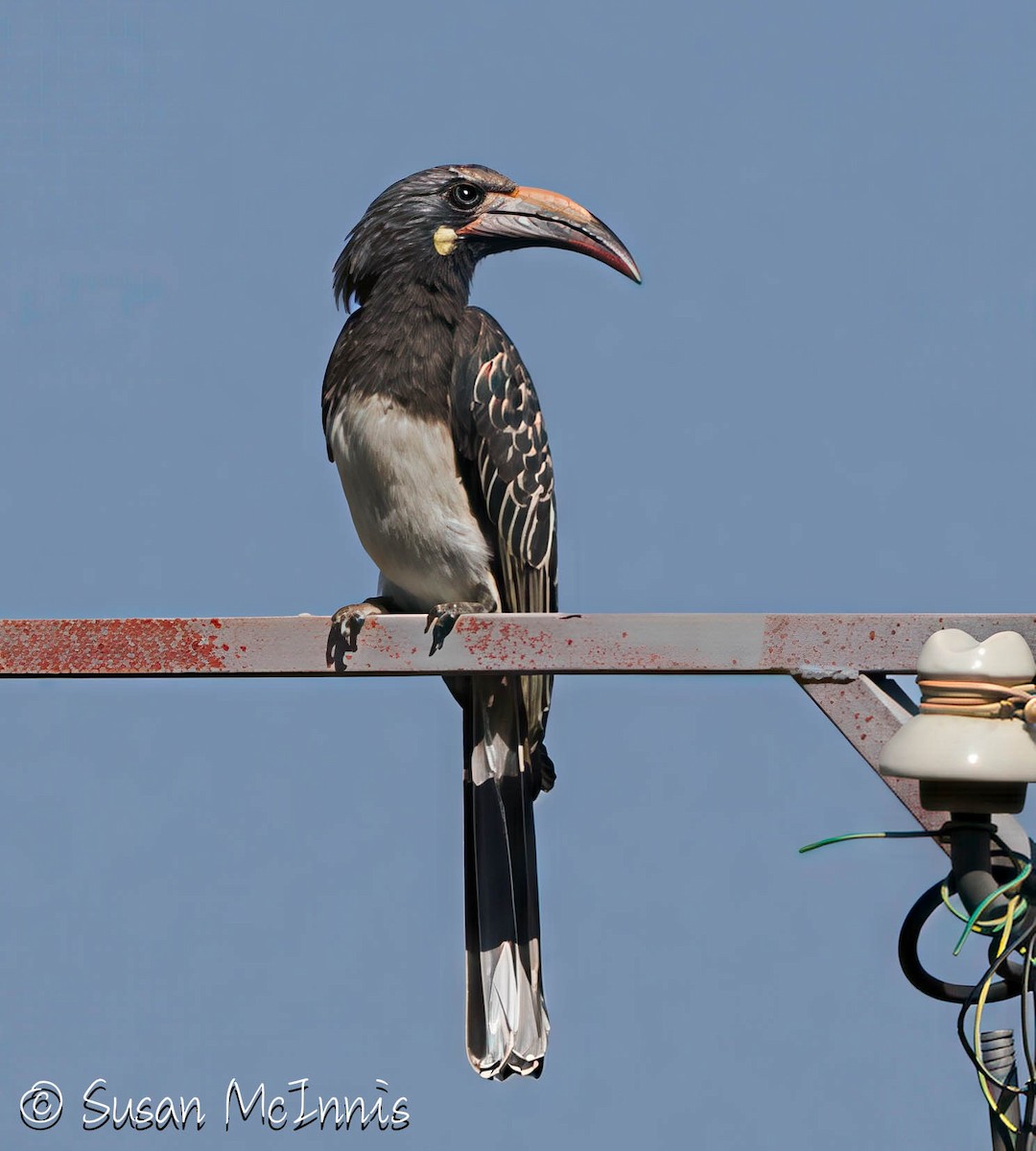 Hemprich's Hornbill - ML636299437