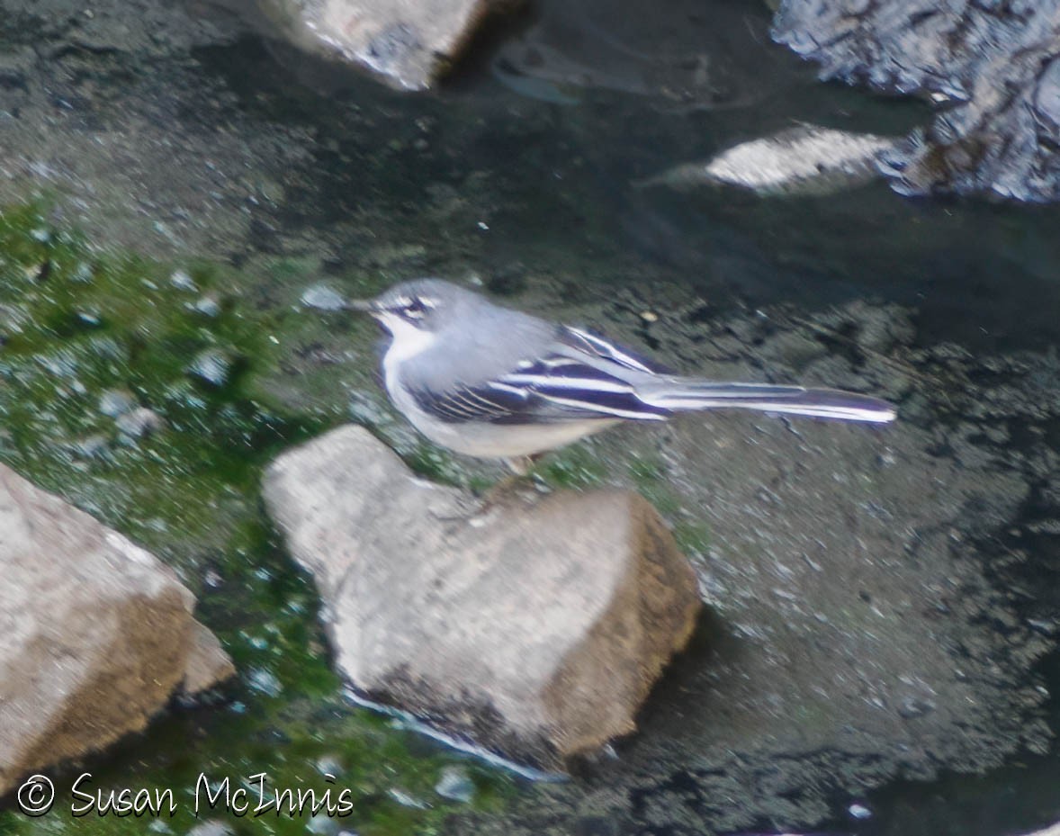 Mountain Wagtail - ML636299447
