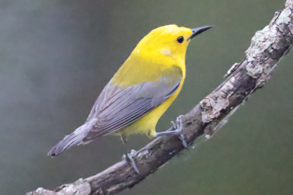 Prothonotary Warbler - ML636299449