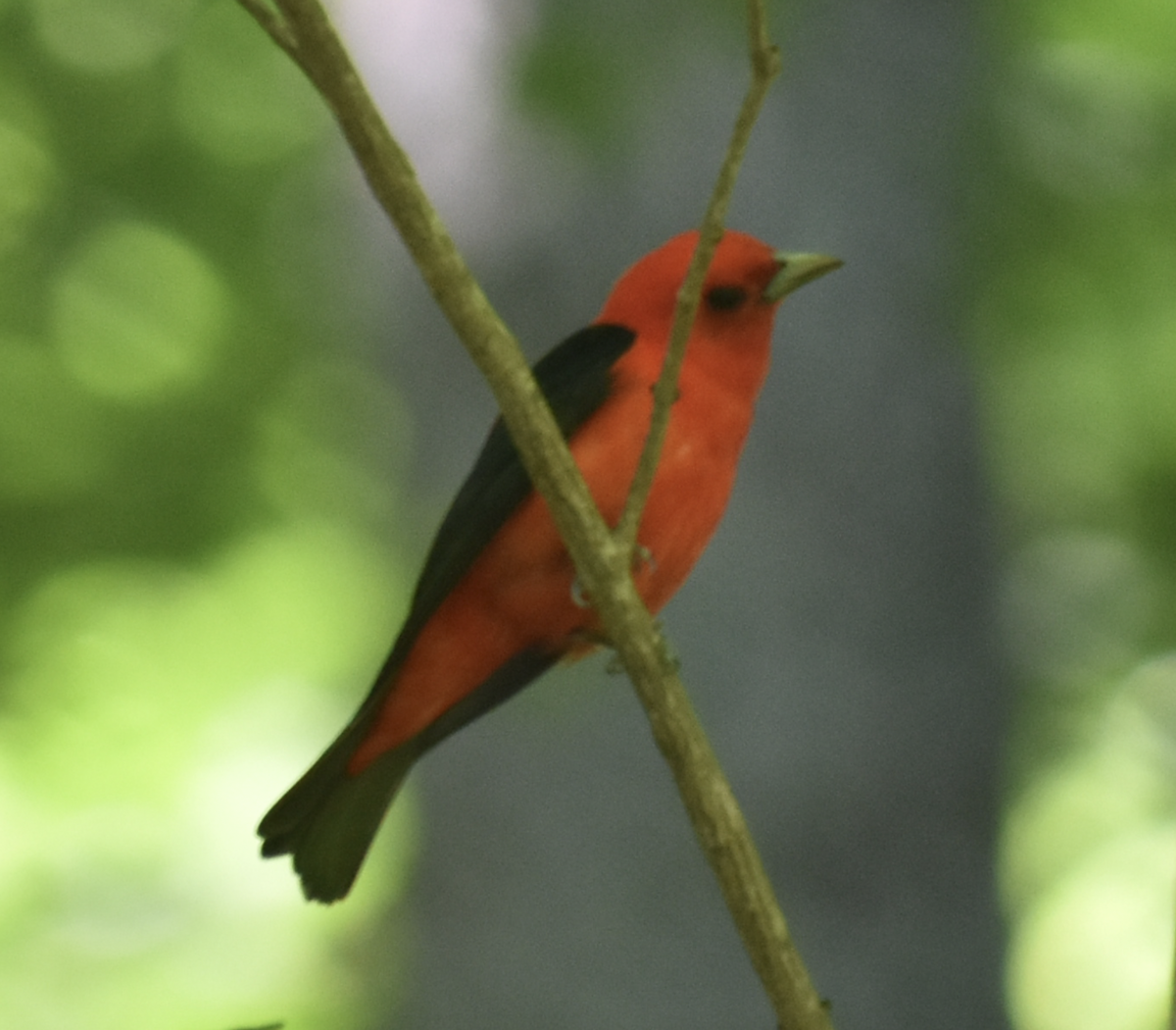 Scarlet Tanager - ML636299457