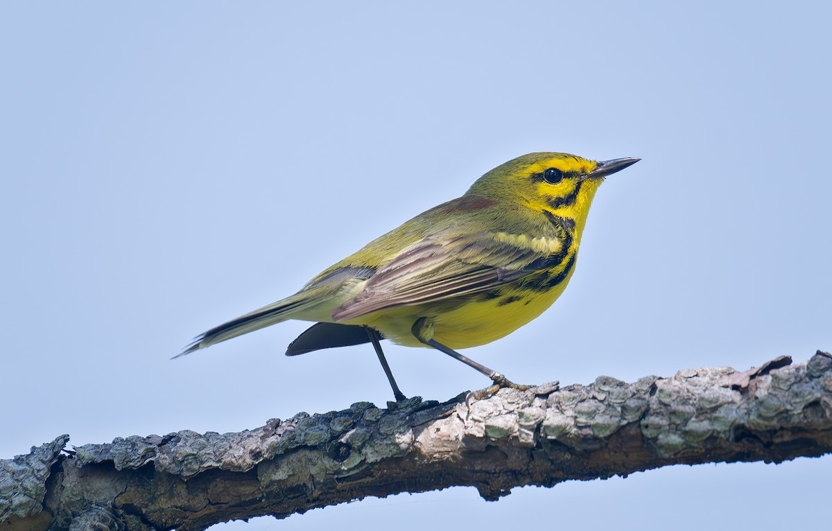 Prairie Warbler - ML636299462