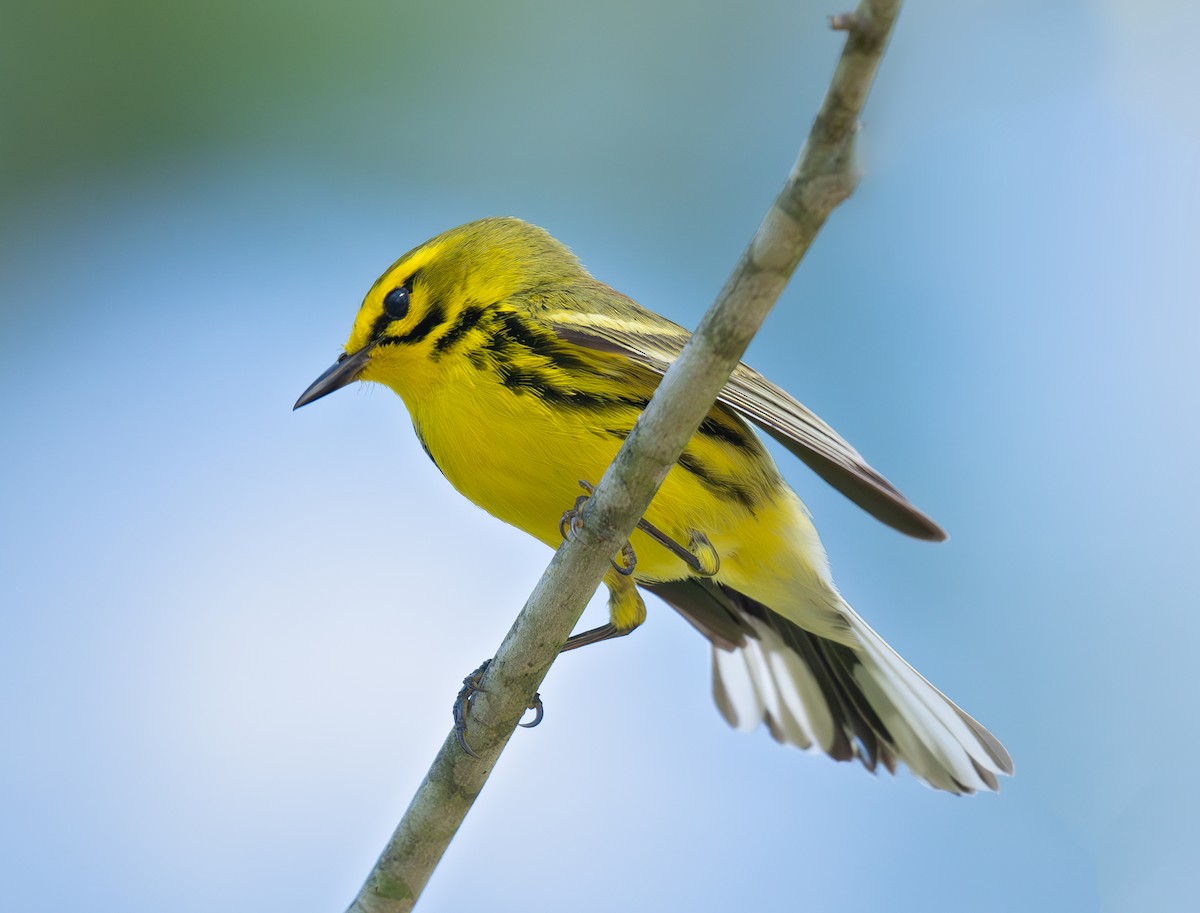 Prairie Warbler - ML636299463