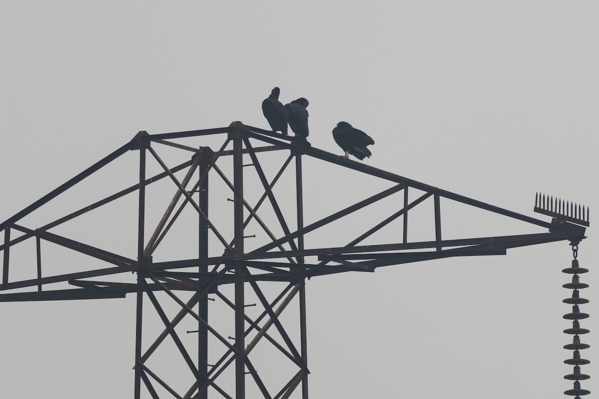 Black Vulture - ML636299505