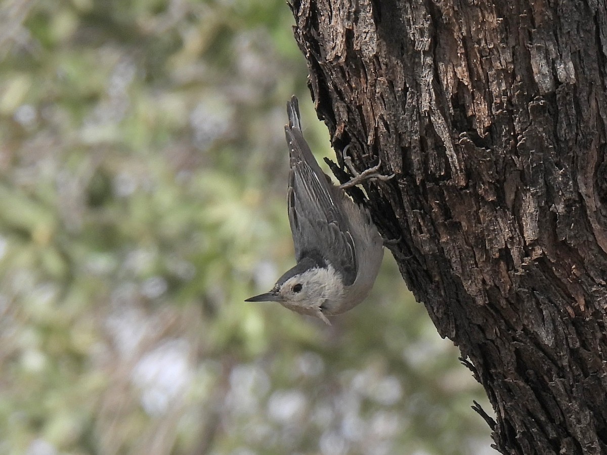 White-breasted Nuthatch - ML636299562