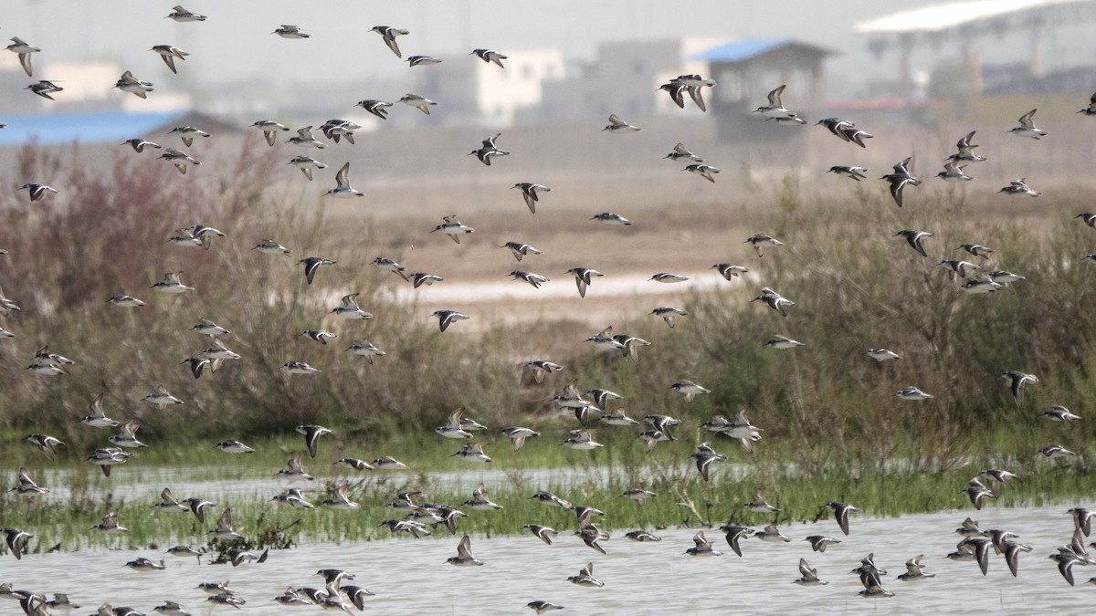 Red-necked Phalarope - ML636299597