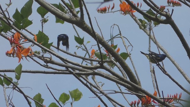 Turquoise Tanager - ML636299690