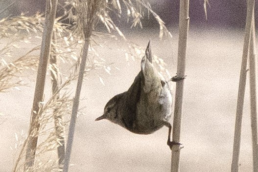 Common Chiffchaff - ML636299747