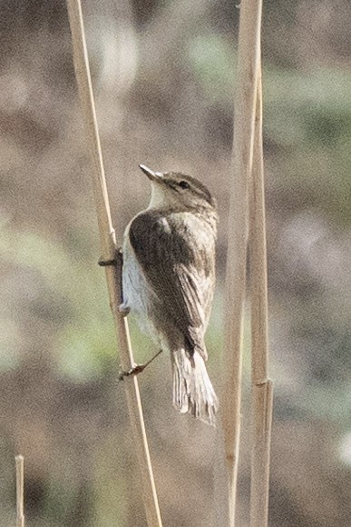 Common Chiffchaff - ML636299748