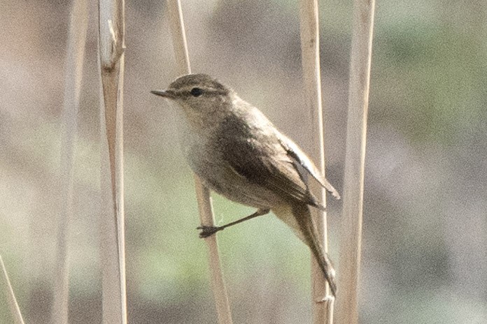 Common Chiffchaff - ML636299749