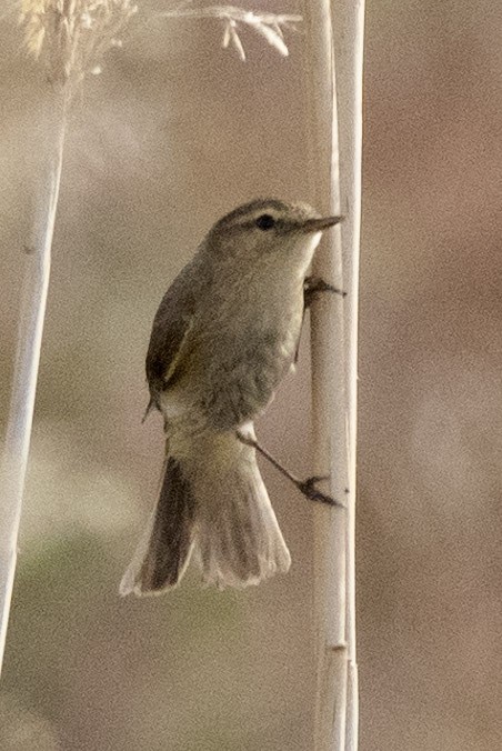 Common Chiffchaff - ML636299750