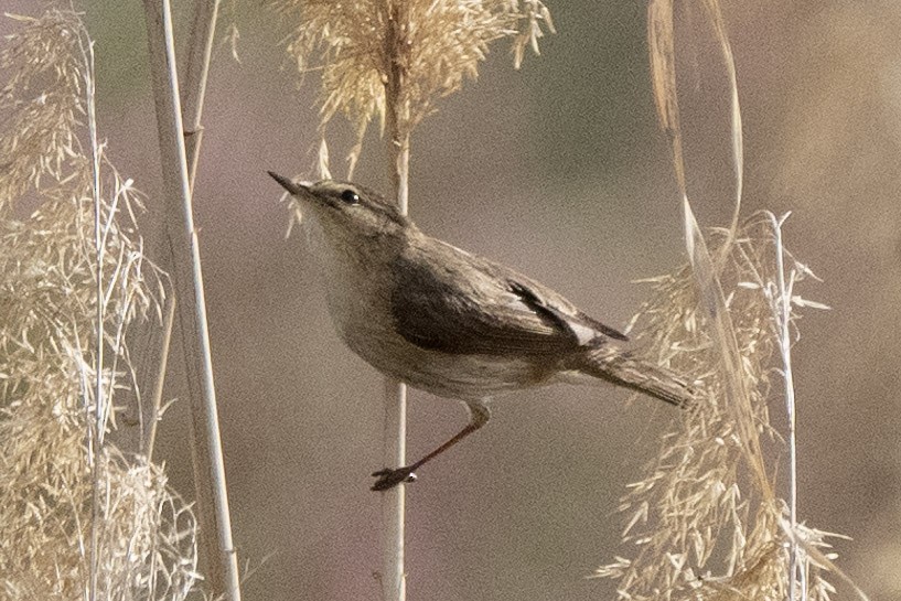 Common Chiffchaff - ML636299751
