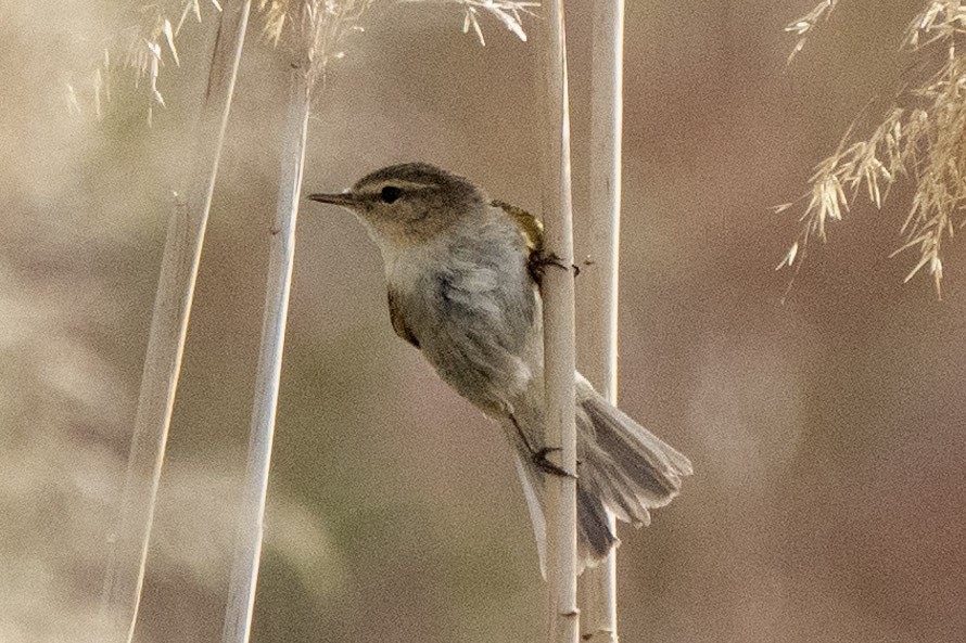 Common Chiffchaff - ML636299752