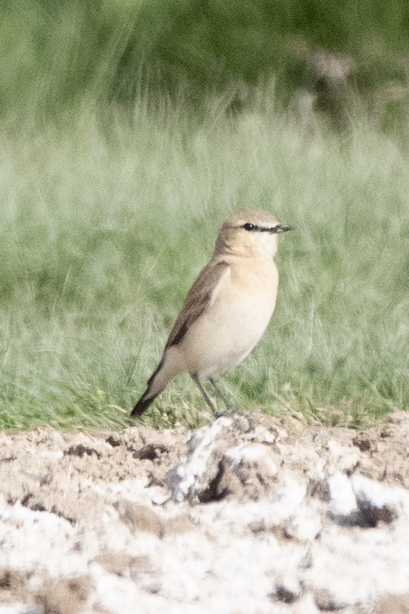 Isabelline Wheatear - ML636299779